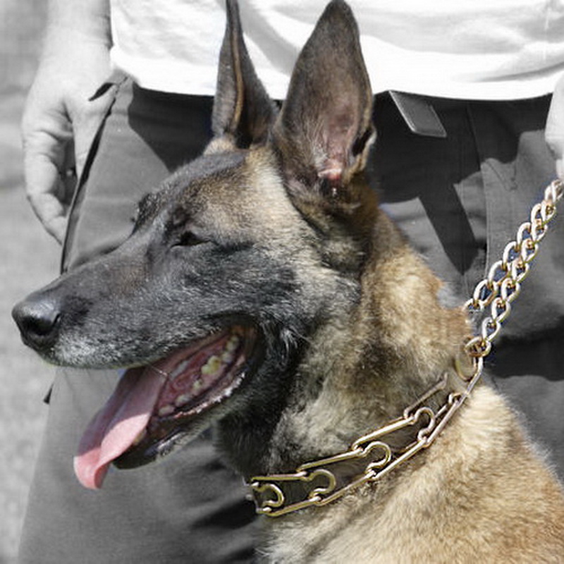 Парфорс «Dog Training Equipment» HS 50004 010 67 из курогана для малинуа